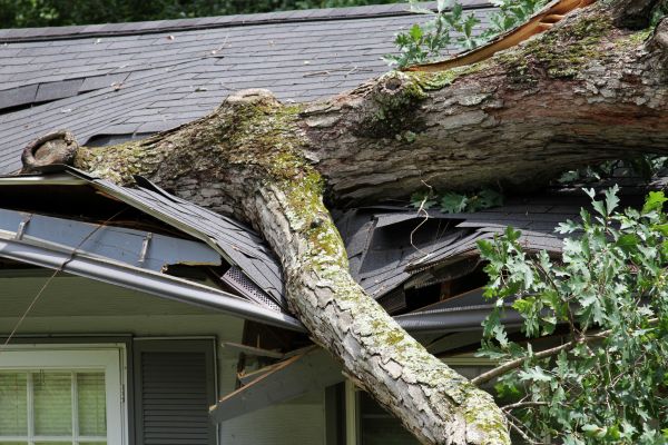 Storm Remediation in Shingle Springs